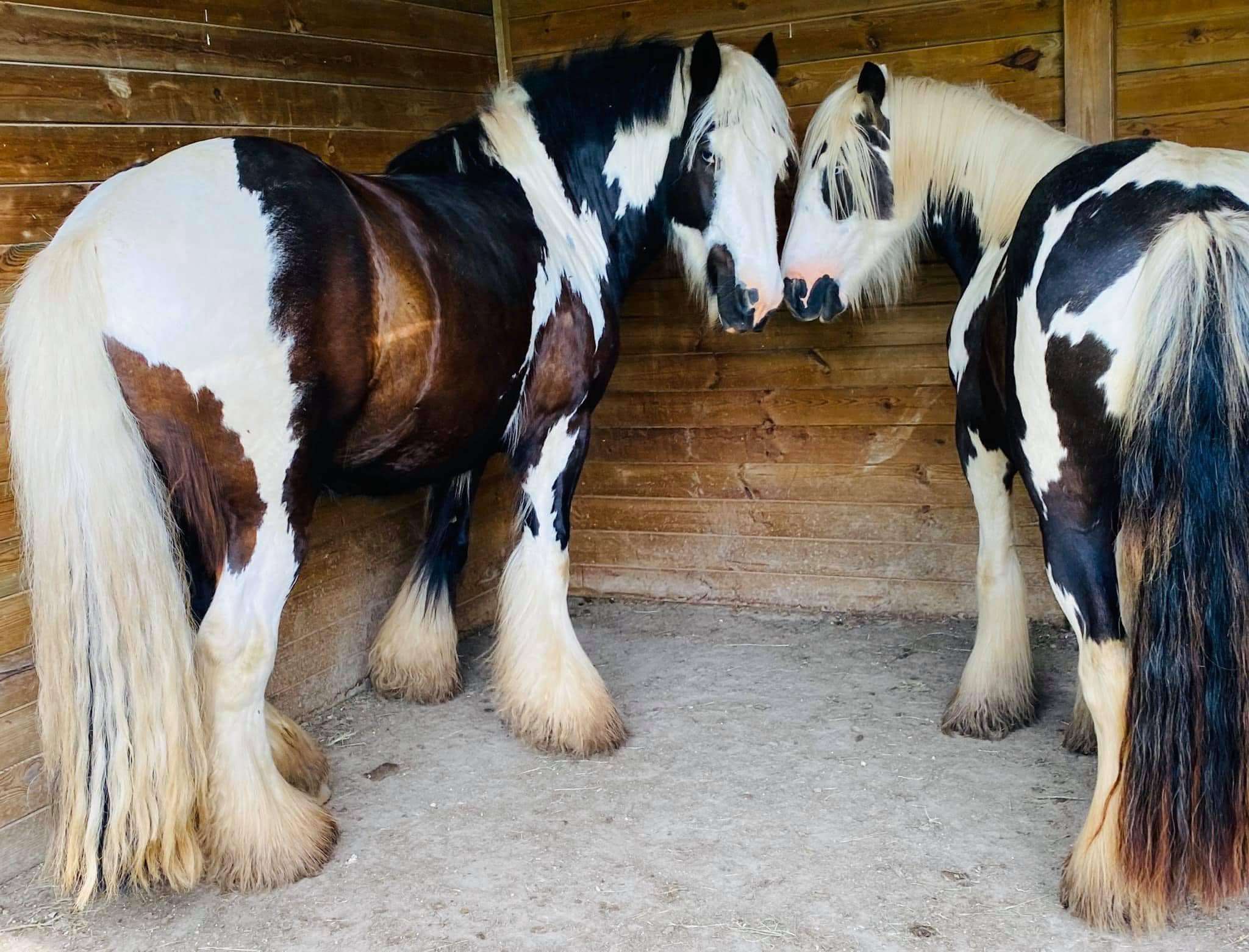Vente de chevaux en Dordogne