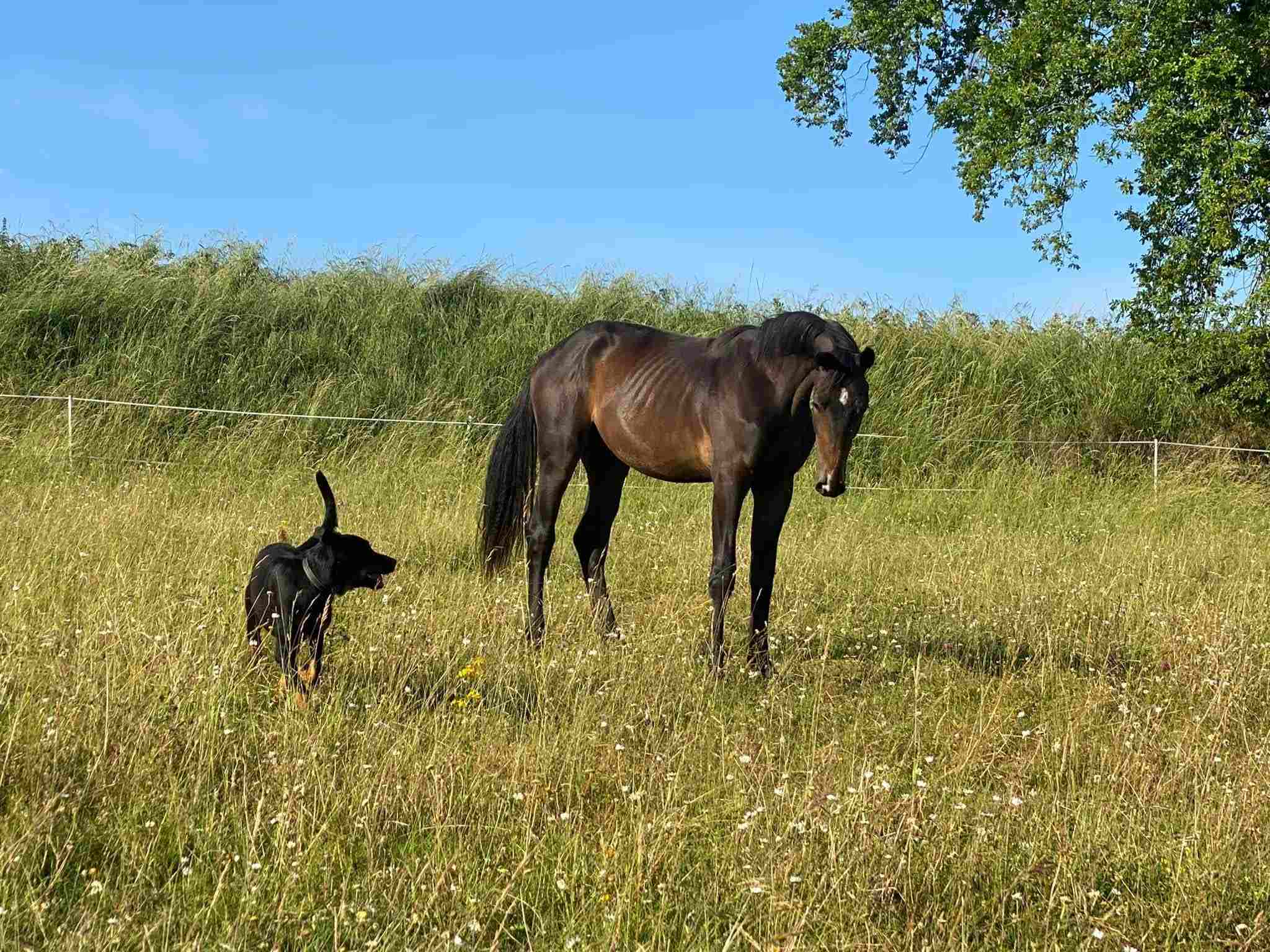 Élevage de chevaux près de Périgueux