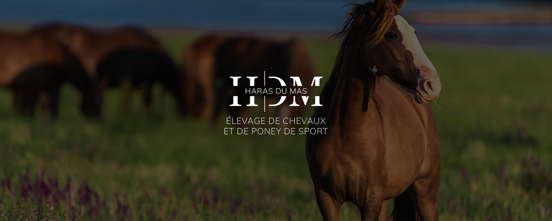 Haras et pension équine près de Périgueux