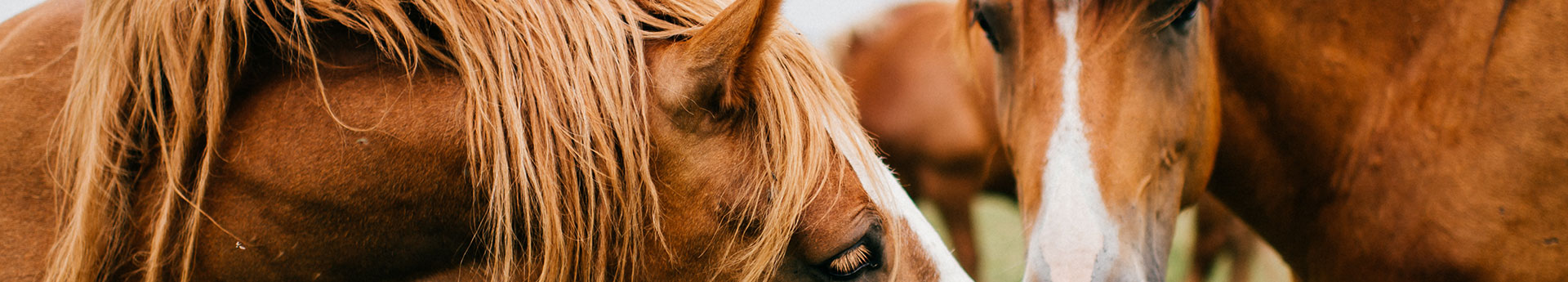 Vente de chevaux en Dordogne
