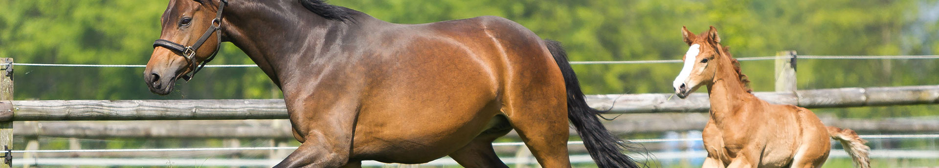 Élevage de chevaux près de Périgueux