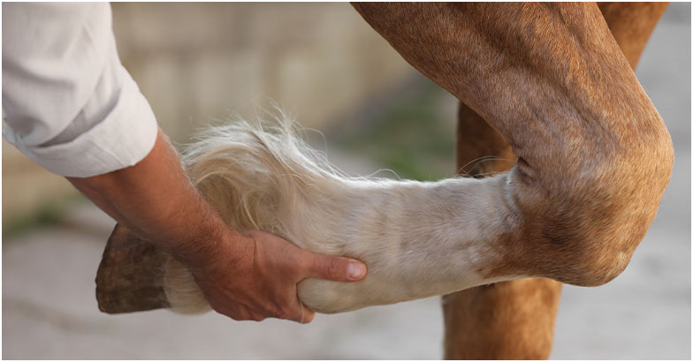 Haras et pension équine près de Périgueux