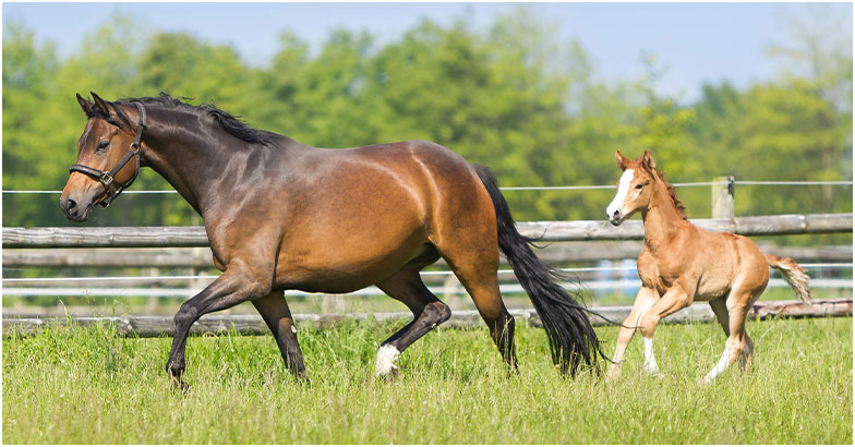 Haras et pension équine près de Périgueux