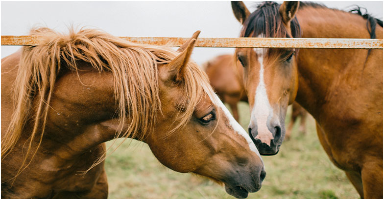 Haras et pension équine près de Périgueux