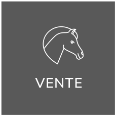 Haras et pension équine près de Périgueux