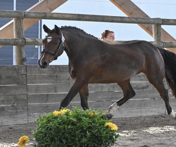 Vente de chevaux en Dordogne
