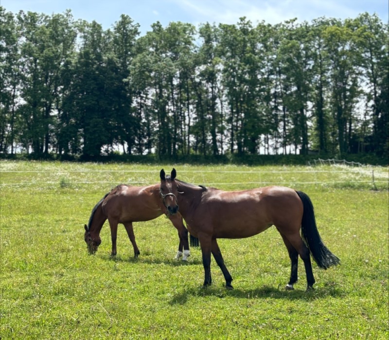 Pension pour chevaux près de Périgueux