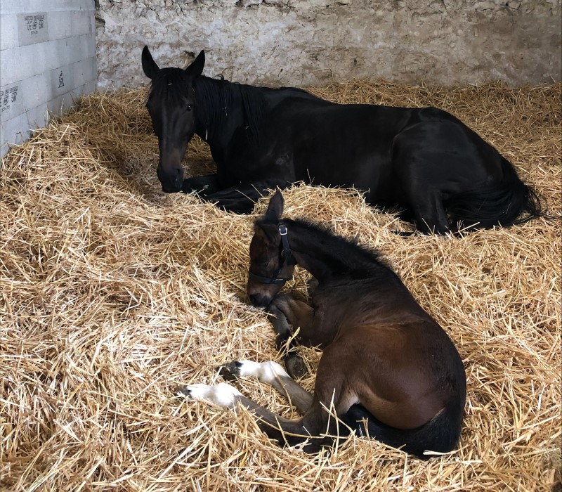 Pension pour chevaux près de Périgueux
