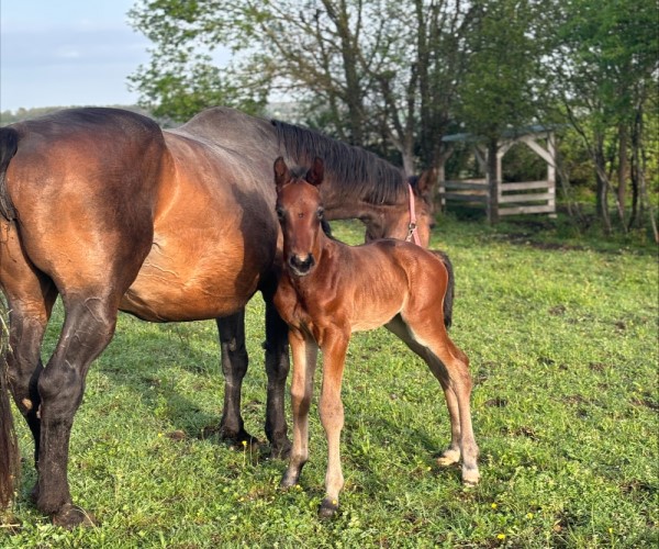 Vente de chevaux en Dordogne
